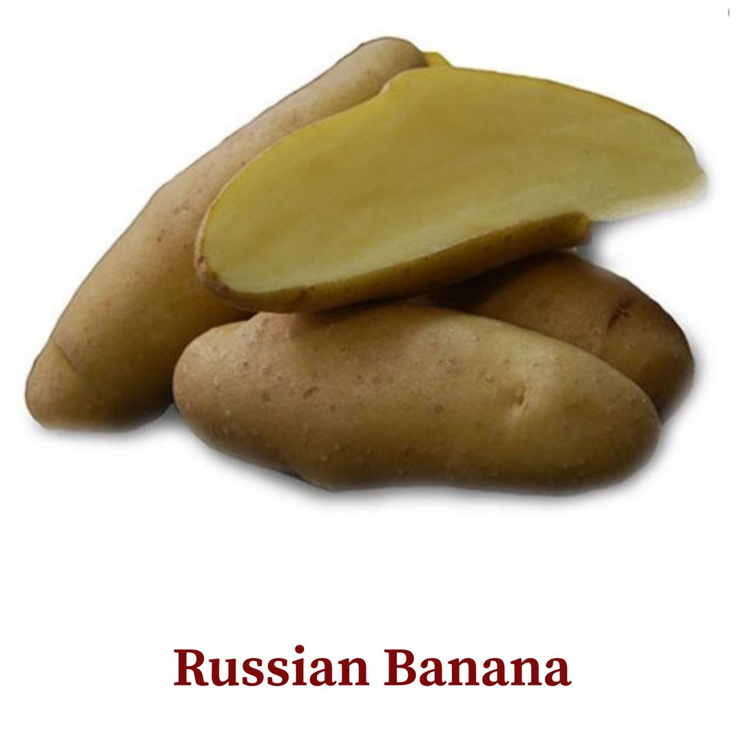 Seed Potato 'Fingerlings'