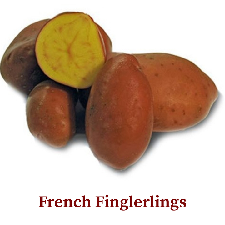 Seed Potato 'Fingerlings'