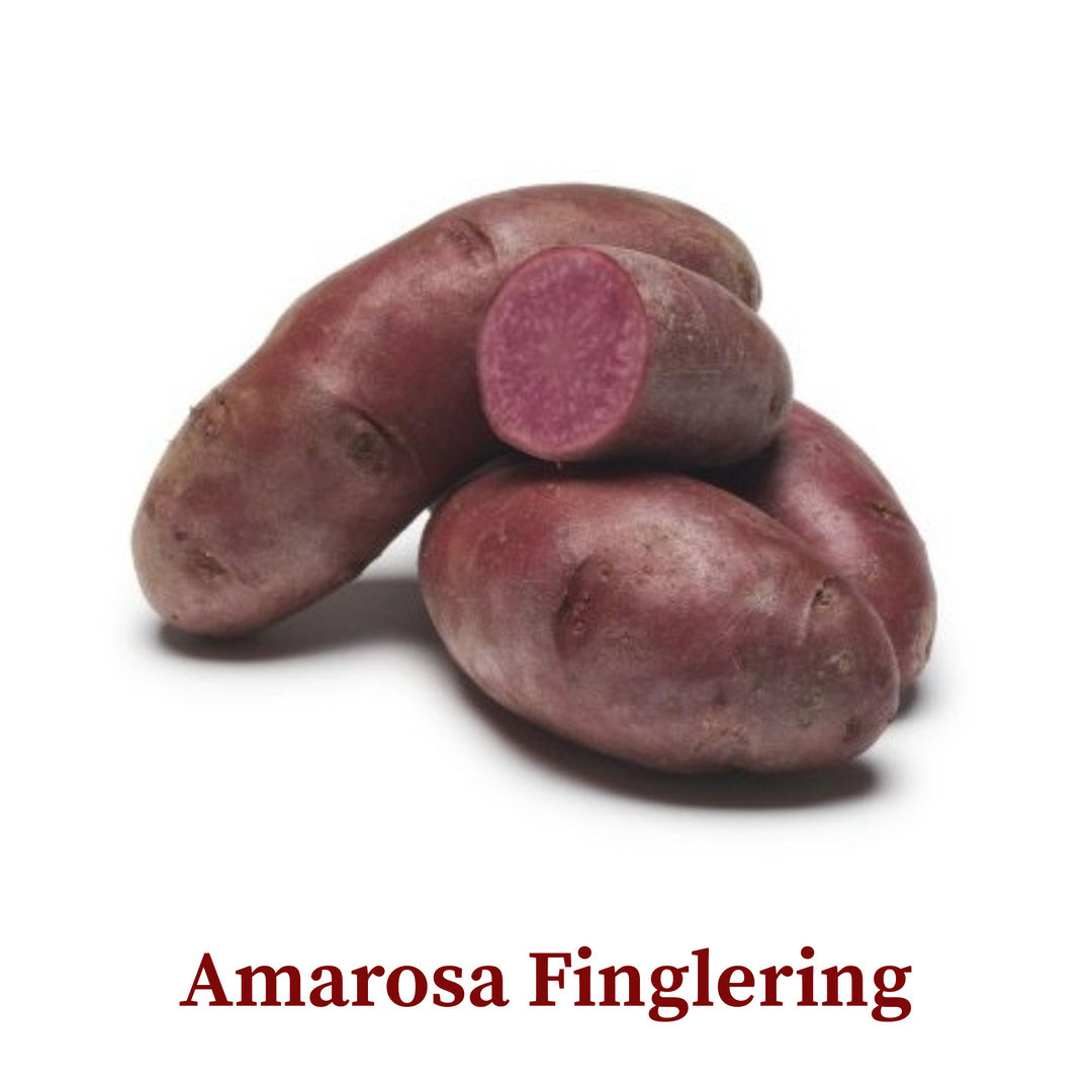 Seed Potato 'Fingerlings'