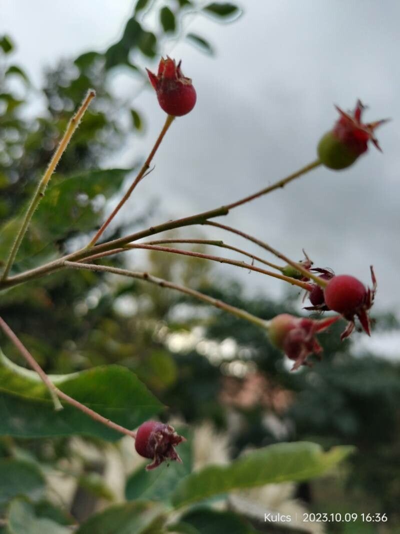 Lamarcki Serviceberry - June Berry