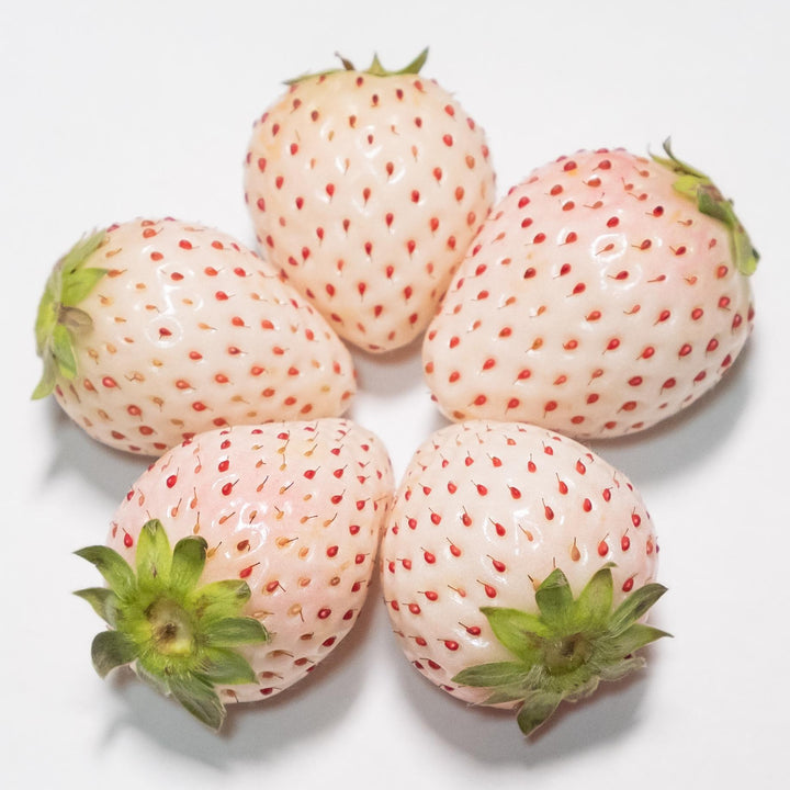 Strawberries Junebearing  'Flamingo'