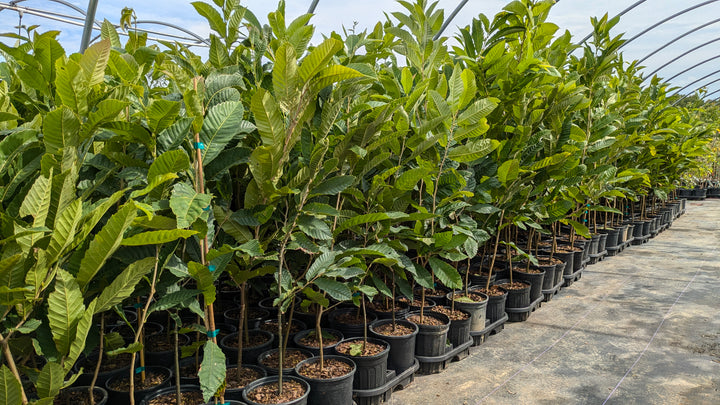 Hybrid American Chestnut Tree