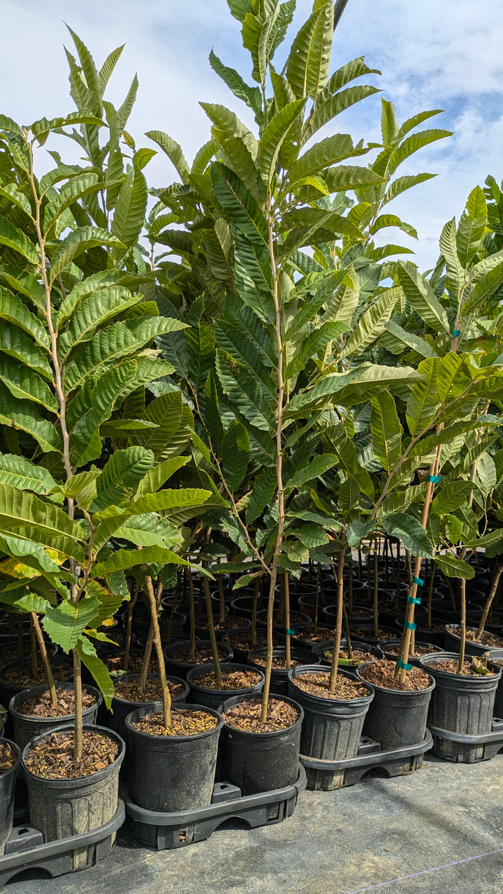 Hybrid American Chestnut Tree