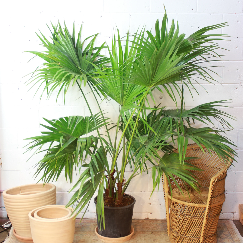 Chinese Fan Palm - Livistona chinensis
