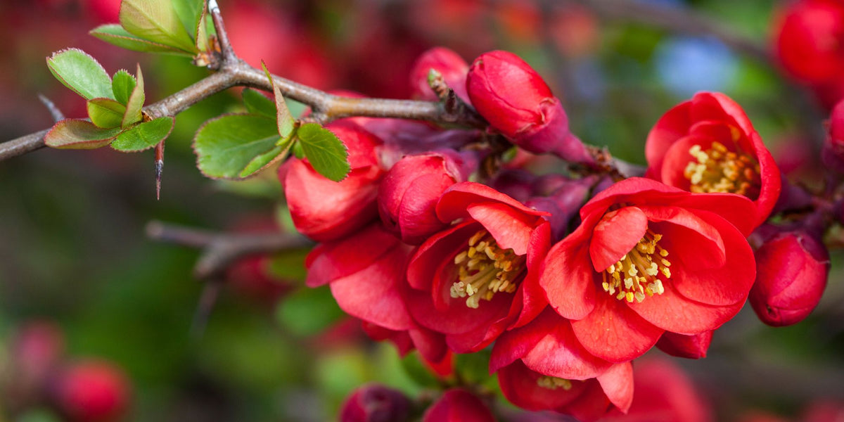 Flowering Quince 'Texas Scarlet' 1 Gallon – Tristar Plants