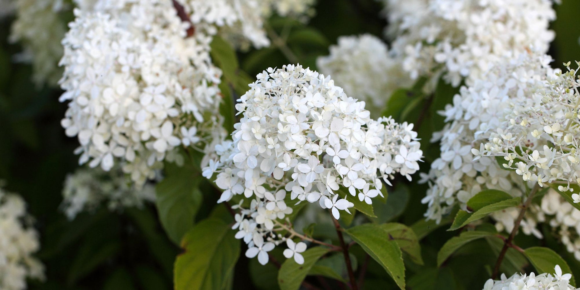 Hydrangea Shrub 'Pee Gee' 1 Gallon – Tristar Plants