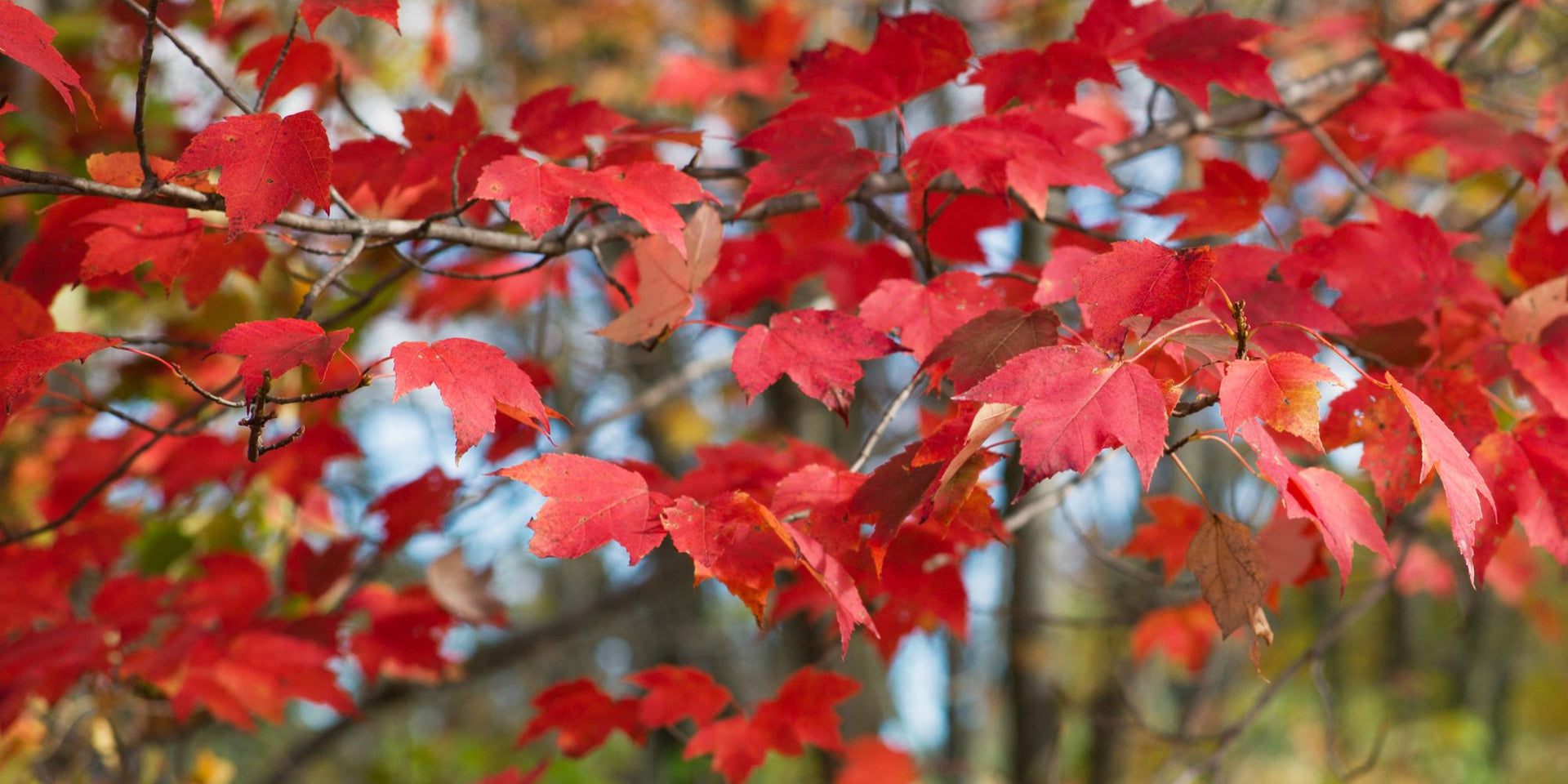 October Glory Red Maple | 1 Gallon | 4'ft + – Tristar Plants