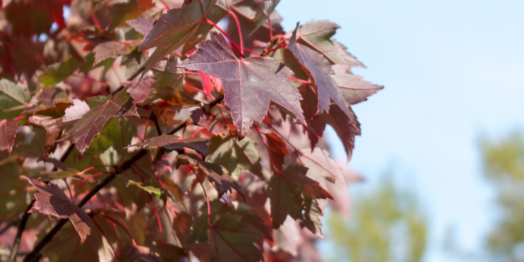 Maple Tree 'Burgundy Belle' – Tristar Plants