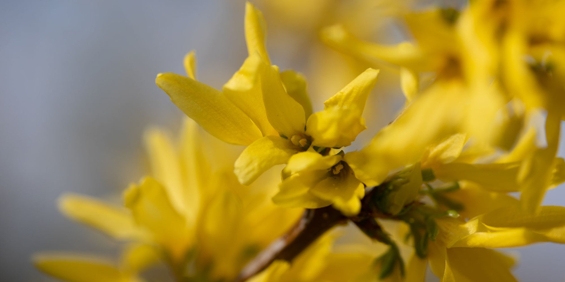 Yellow Forsythia – Tristar Plants