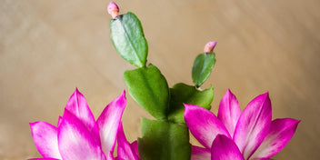 Thanksgiving Cactus - 'Christmas Cactus' – Tristar Plants