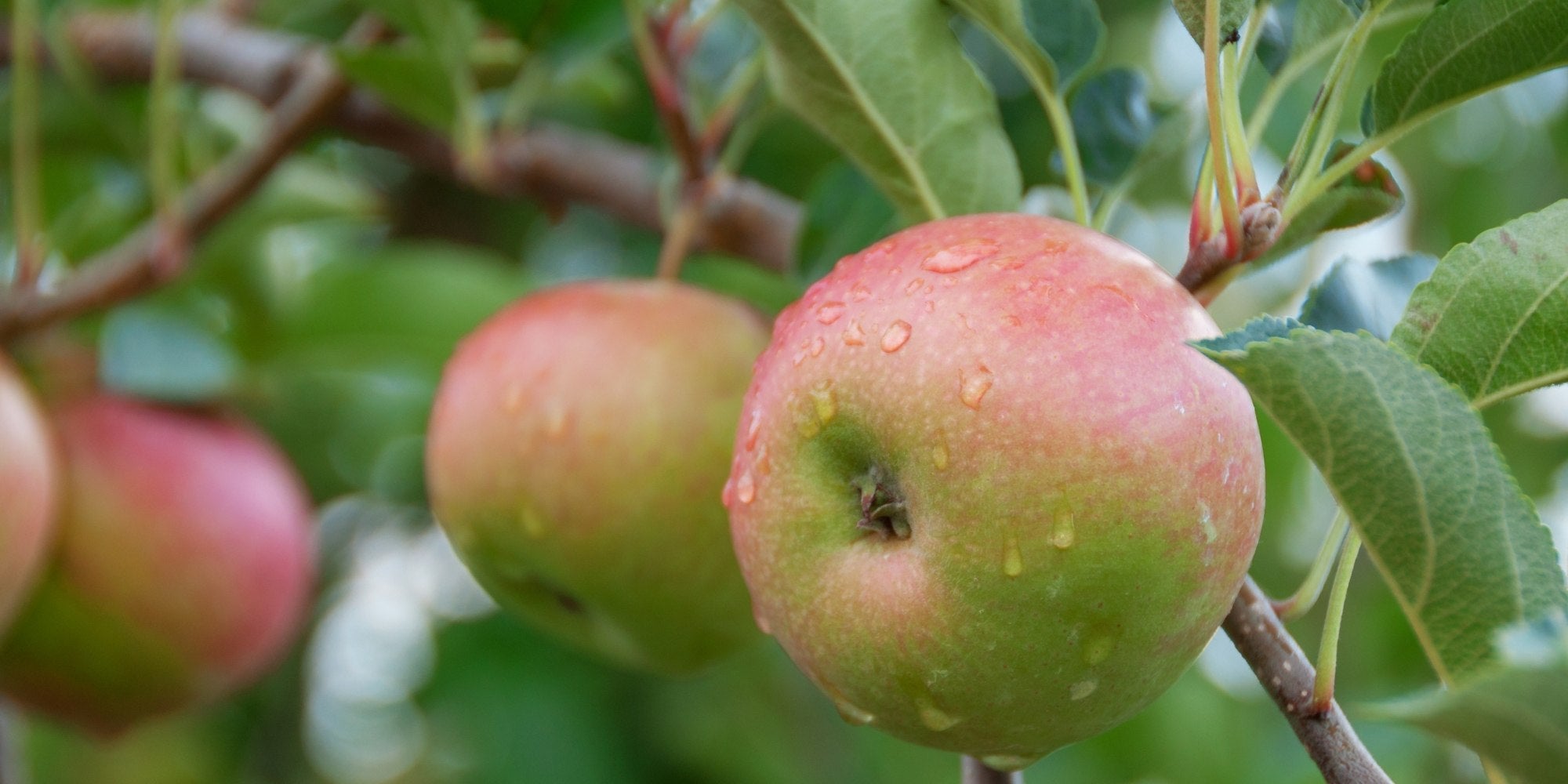 Cripps Pink Apple, Pink Lady Tree » Store » Tomorrow's Harvest by Burchell  Nursery