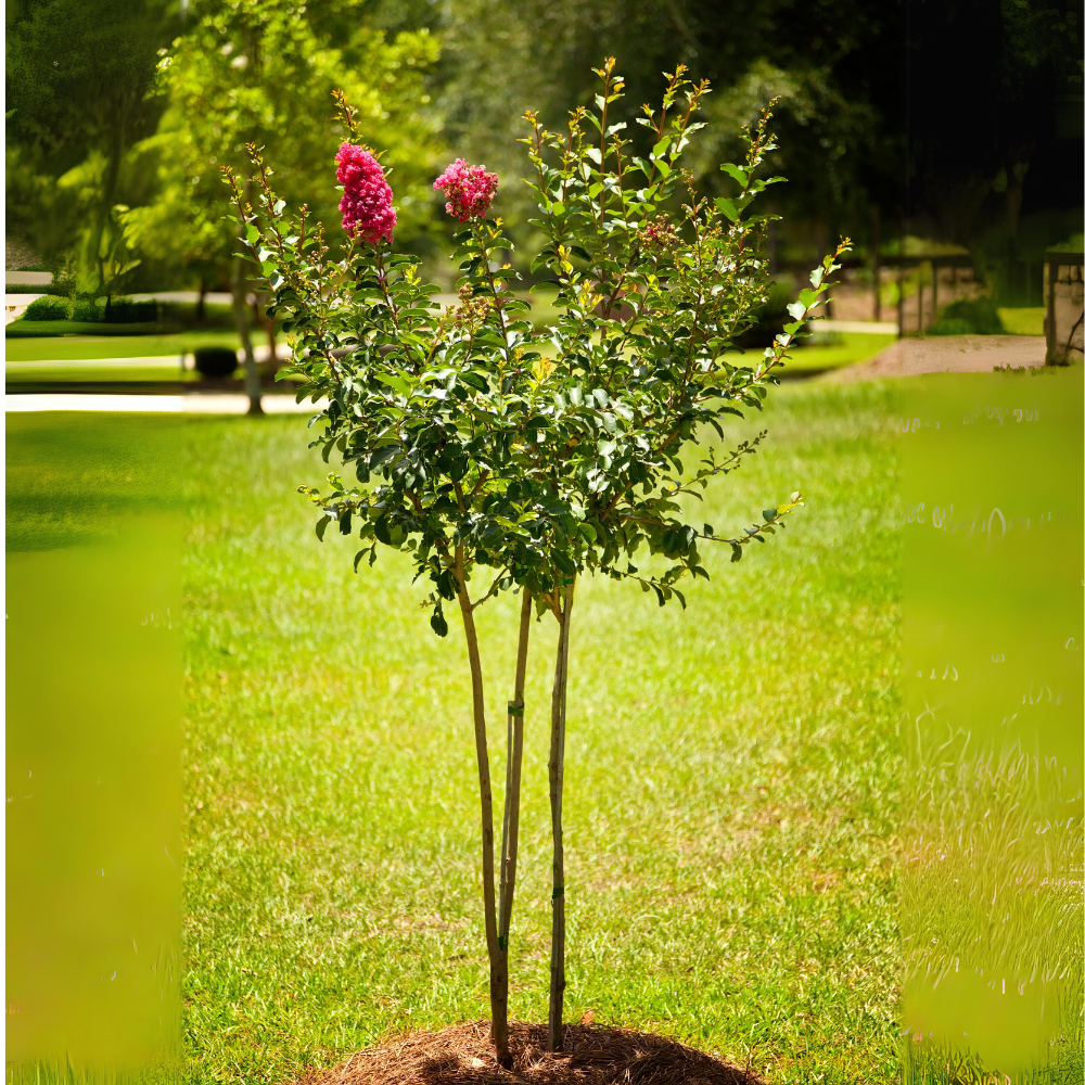 Crape Myrtle 'Tuscarora'