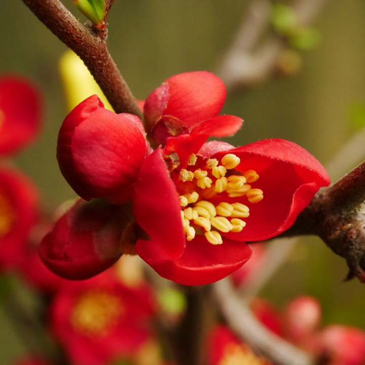 Flowering Quince 'Red Dragons Blood'