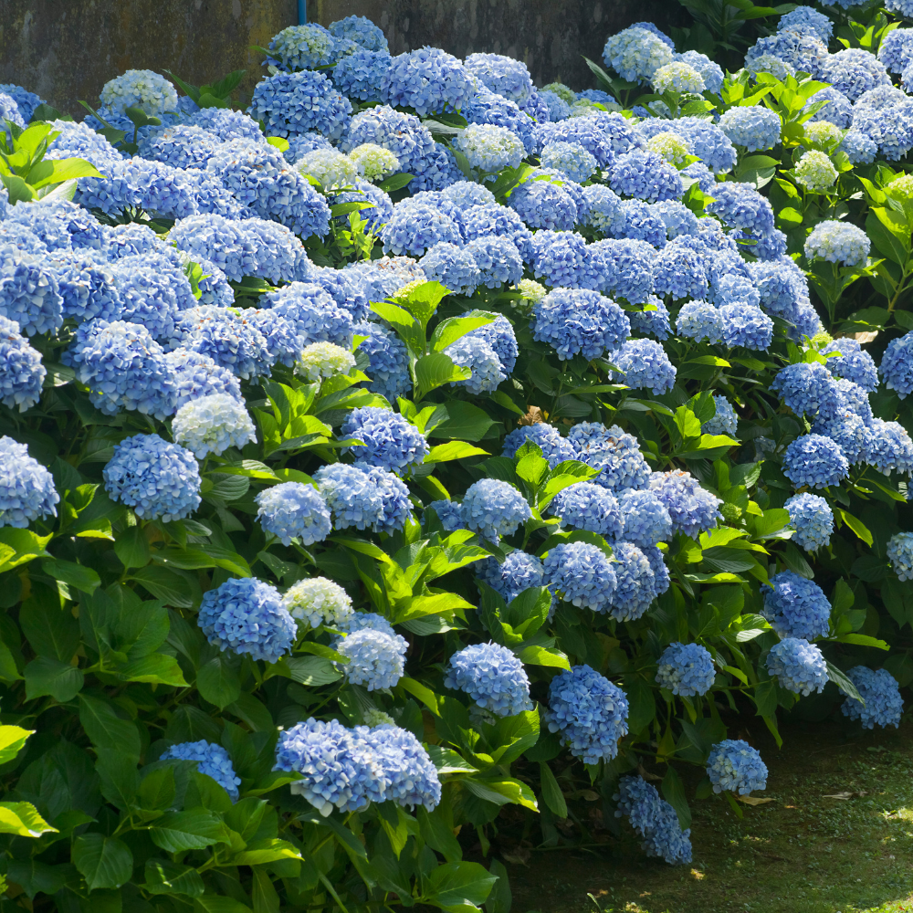 Hydrangea  'Nikko Blue'