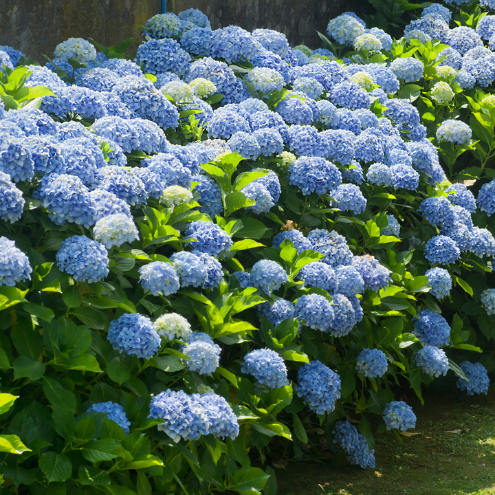 Hydrangea  'Nikko Blue'