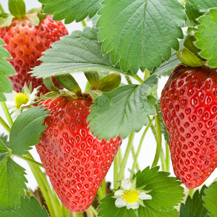 Strawberries  'Seascape'