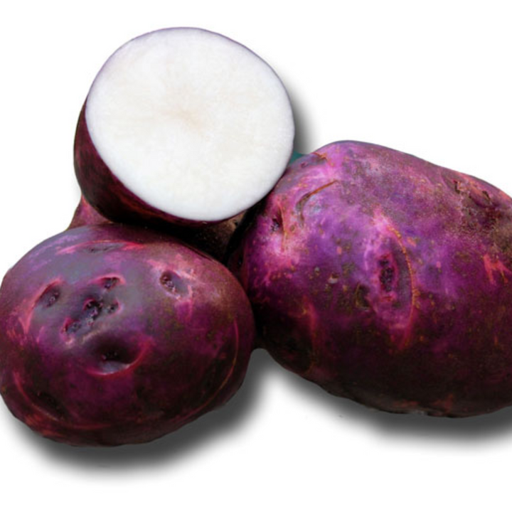 Seed Potato 'Purple Viking'