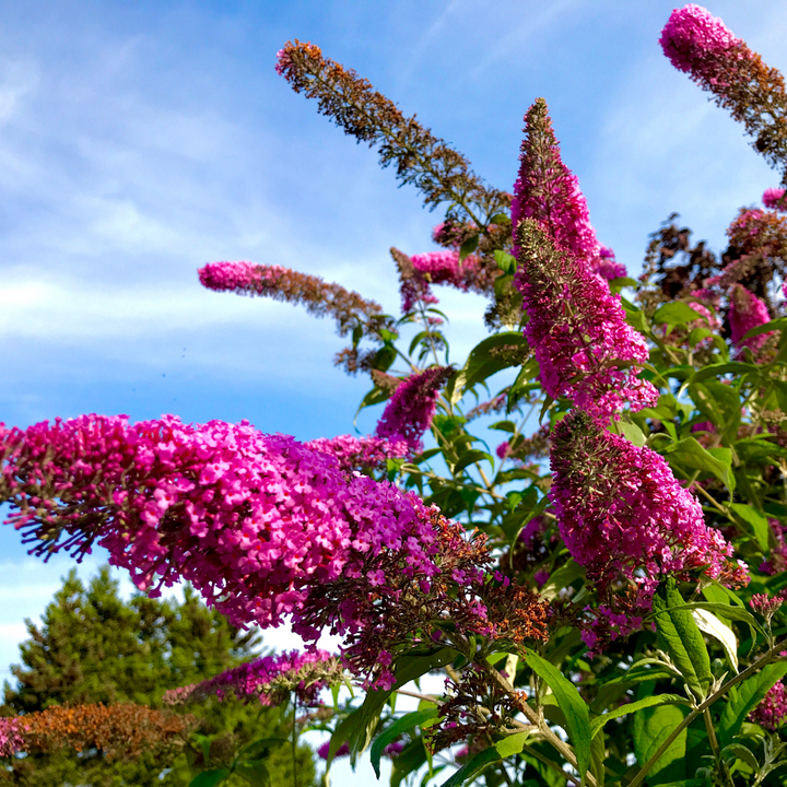 Butterfly Bush 'Royal Red'