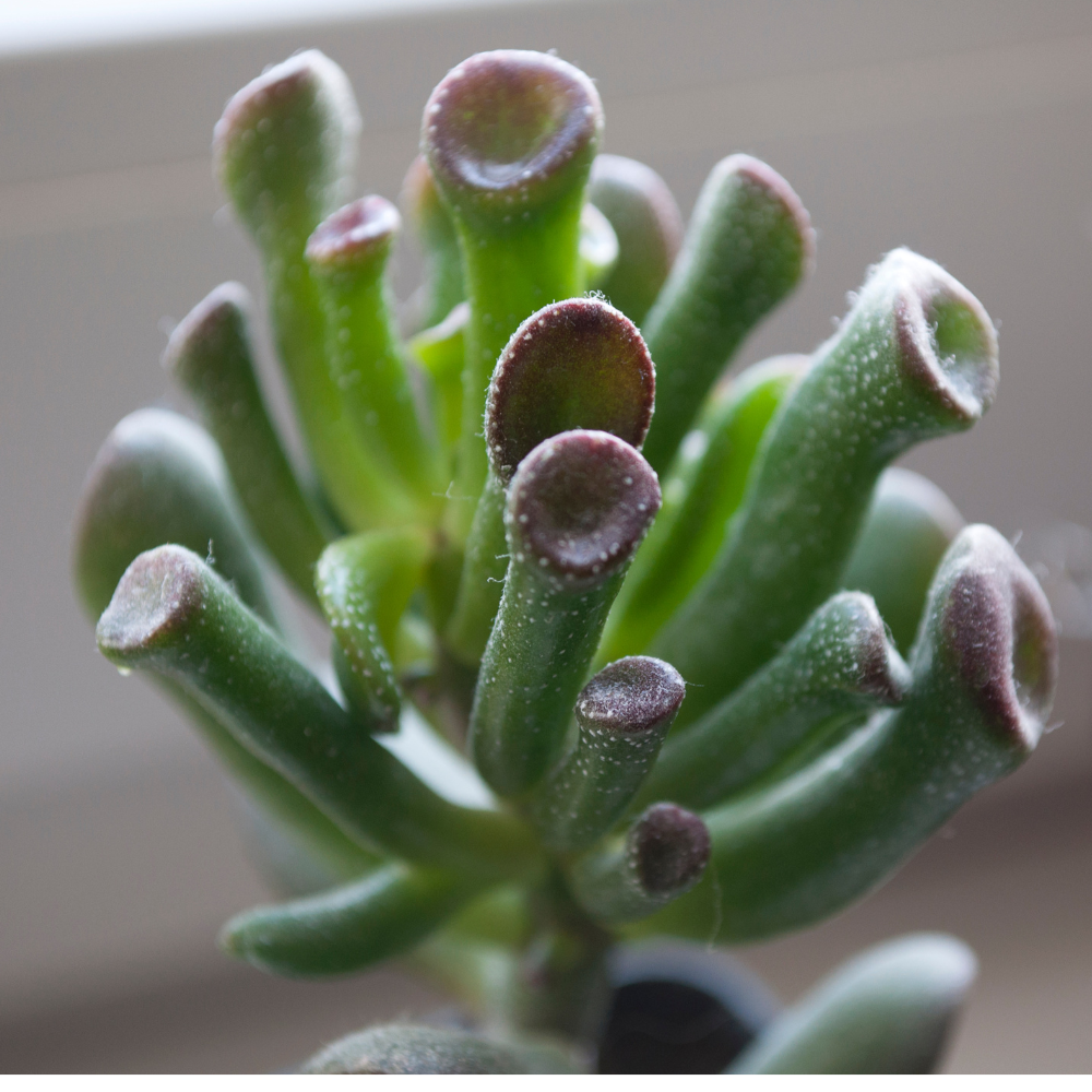 Crassula ovata 'Gollum Jade'