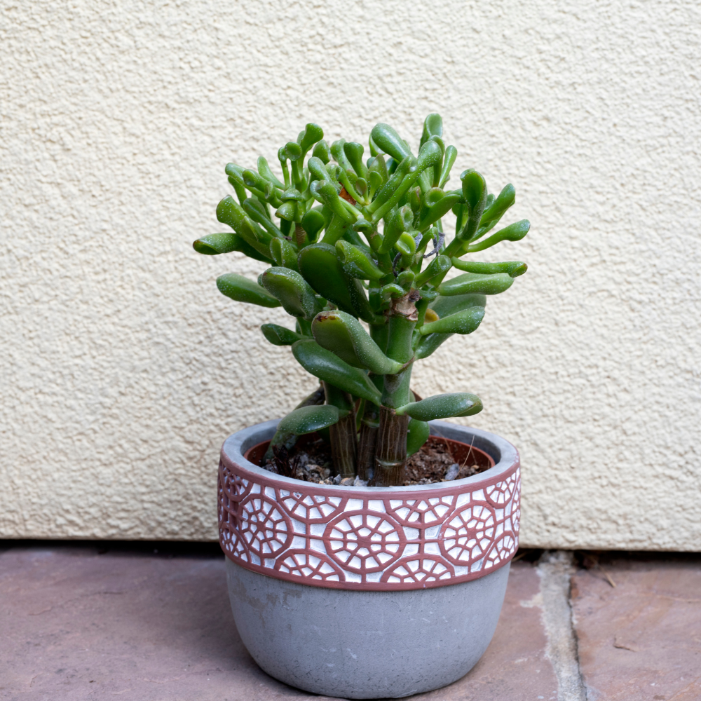 Crassula ovata 'Gollum Jade'