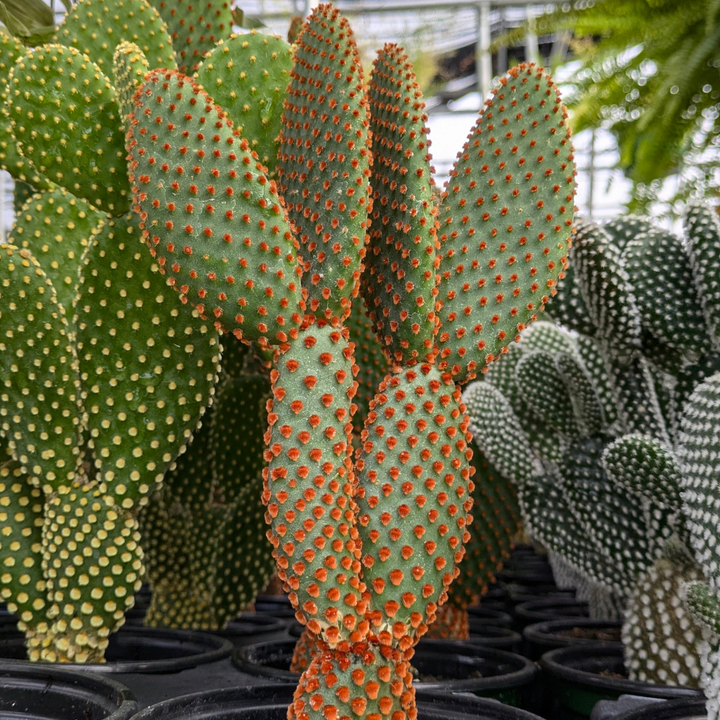 Bunny Ear Cactus