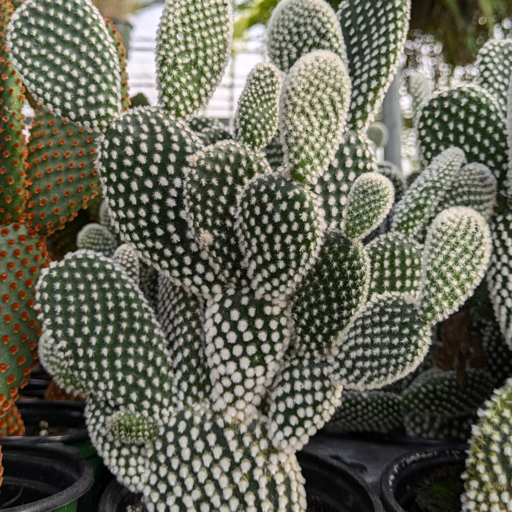 Bunny Ear Cactus