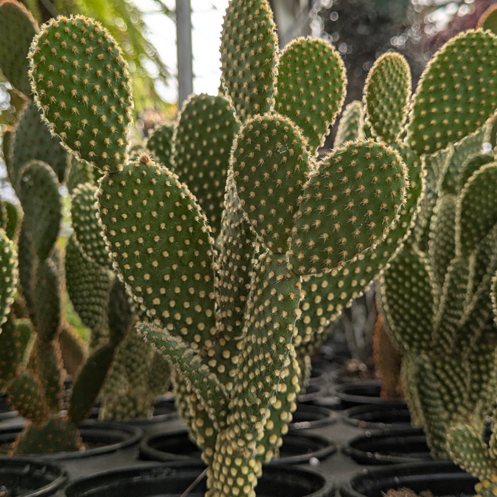 Bunny Ear Cactus