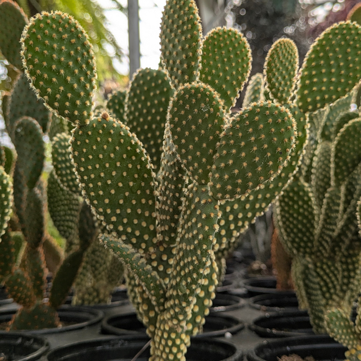 Bunny Ear Cactus