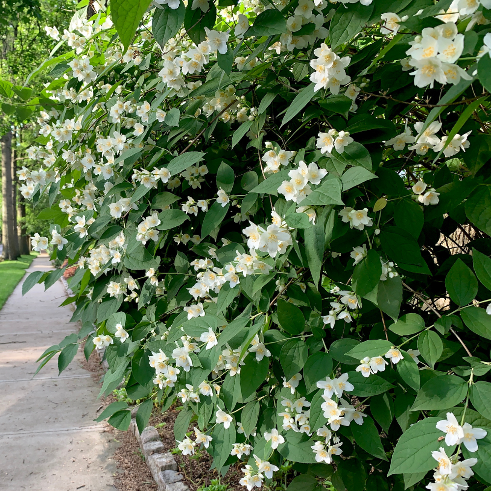 Mock Orange