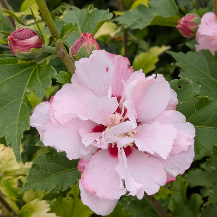 Rose of Sharon - Shrub Althea - Hibiscus 'Pink'