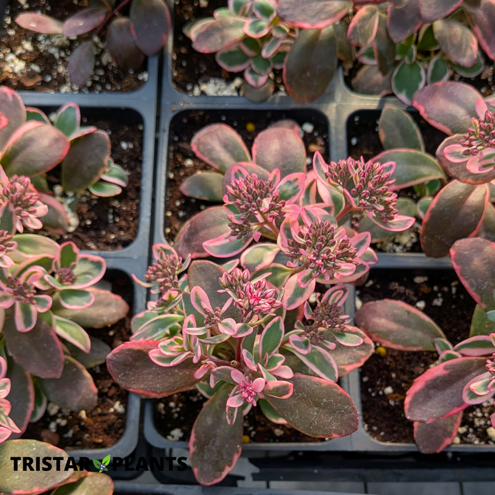 Sun Sparkler Dream Dazzler Sedum
