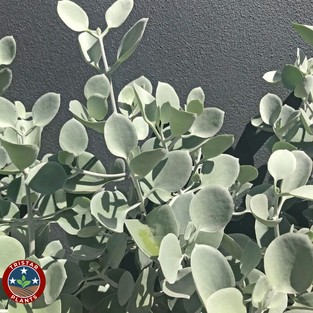 Silver Spoon Kalanchoe (Kalanchoe bracteata)