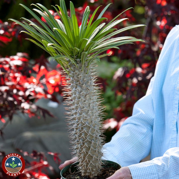 Madagascar Palm (Pachypodium lamerei)