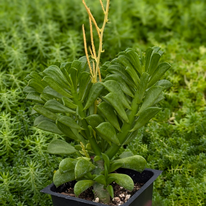 Winged Peperomia 'Peperomia axillaris'