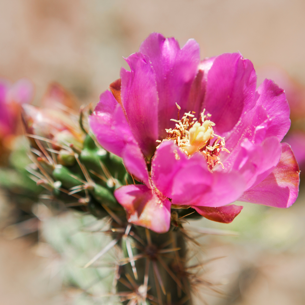 Sea Urchin Cactus 'Echinopsis eyriesii'