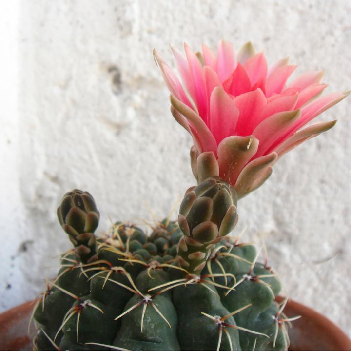 Gymnocalycium Anisitsii