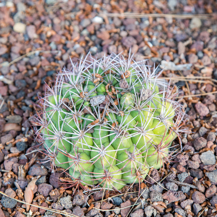 Gymnocalycium Anisitsii