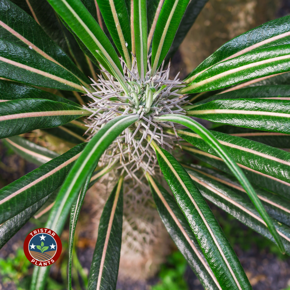 Madagascar Palm (Pachypodium lamerei)