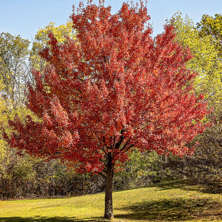 Sun Valley Maple