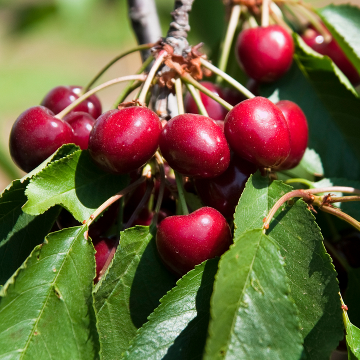 Cherry 'Bing'