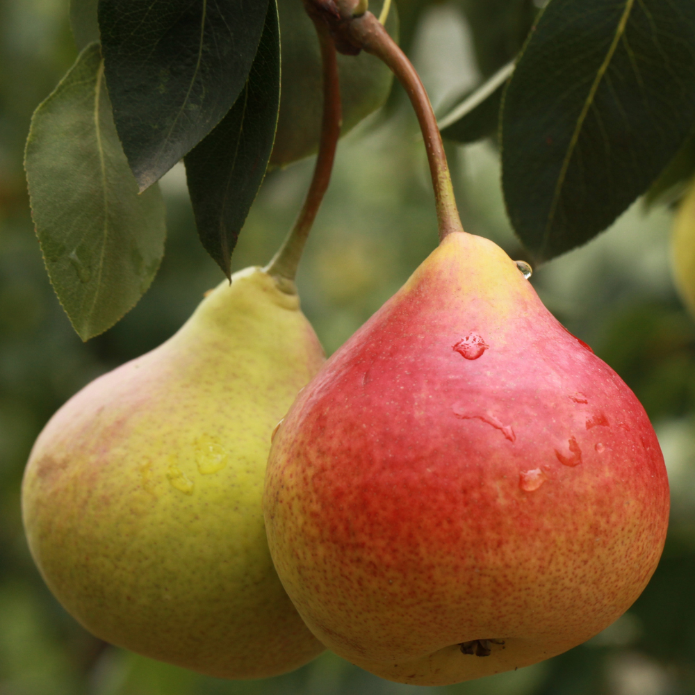Pear Tree 'Ayers'