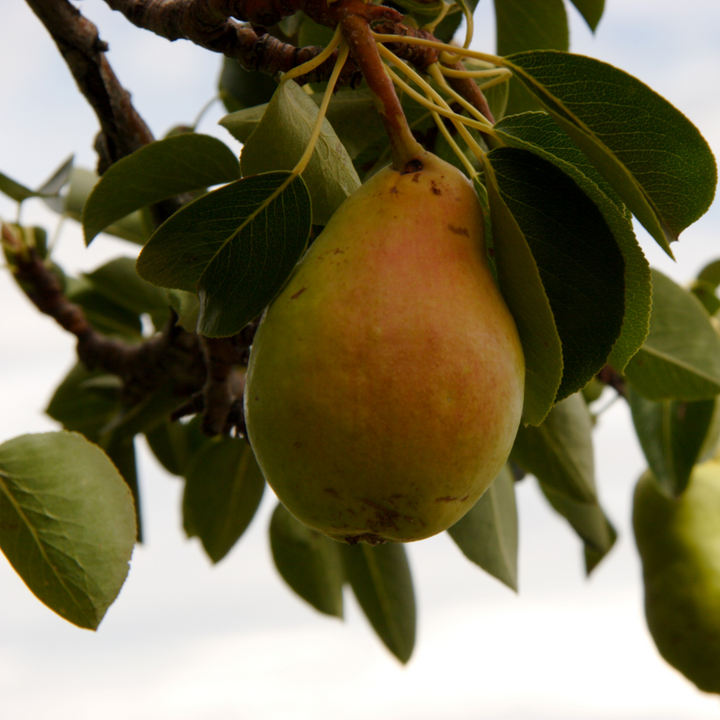 Pear Tree 'Bartlett'