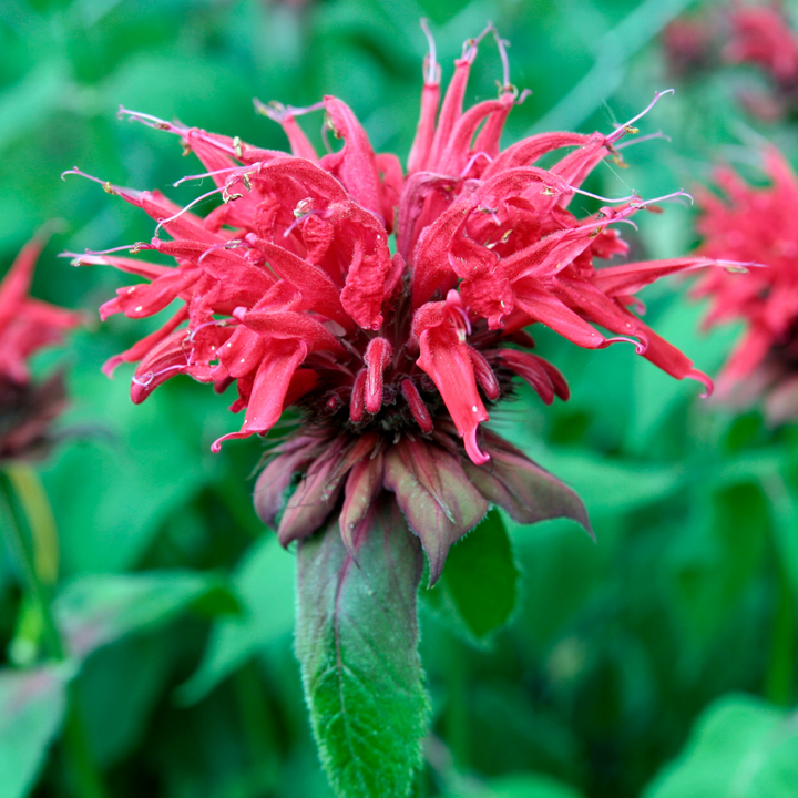 Fireball Bee Balm