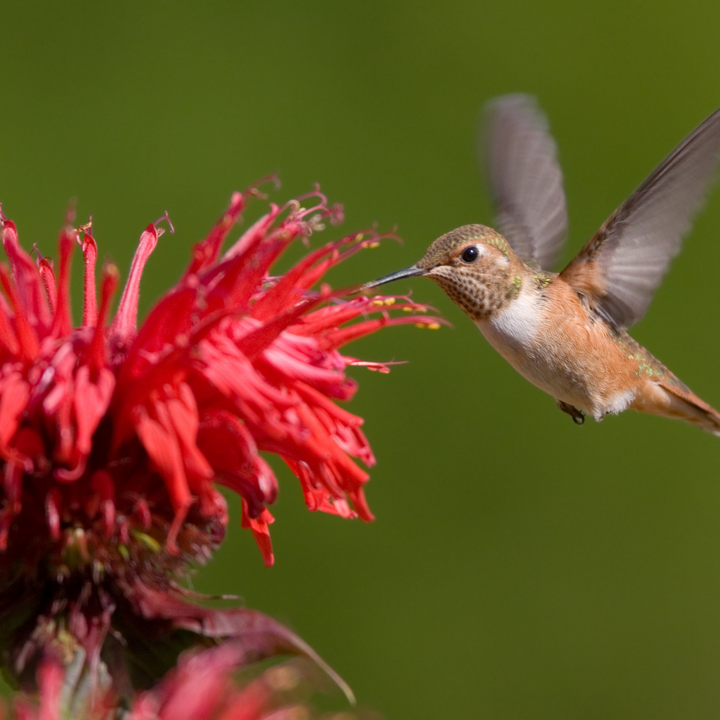 Fireball Bee Balm