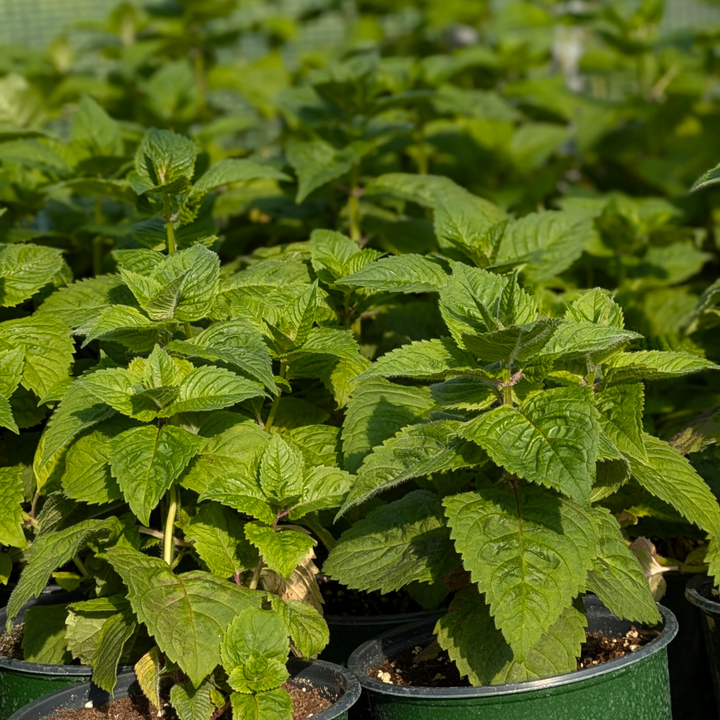 Fireball Bee Balm