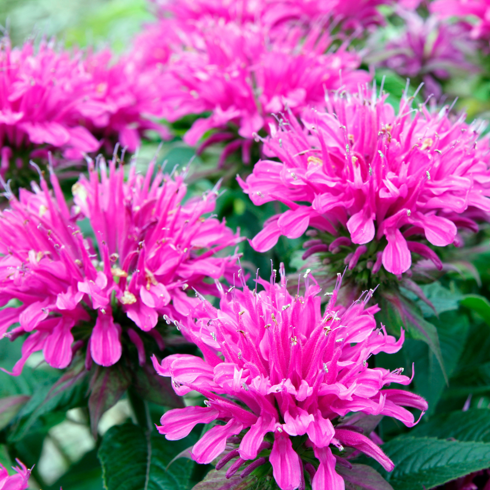 Marshall's Delight Bee Balm