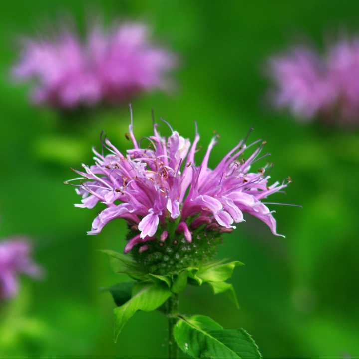 Marshall's Delight Bee Balm