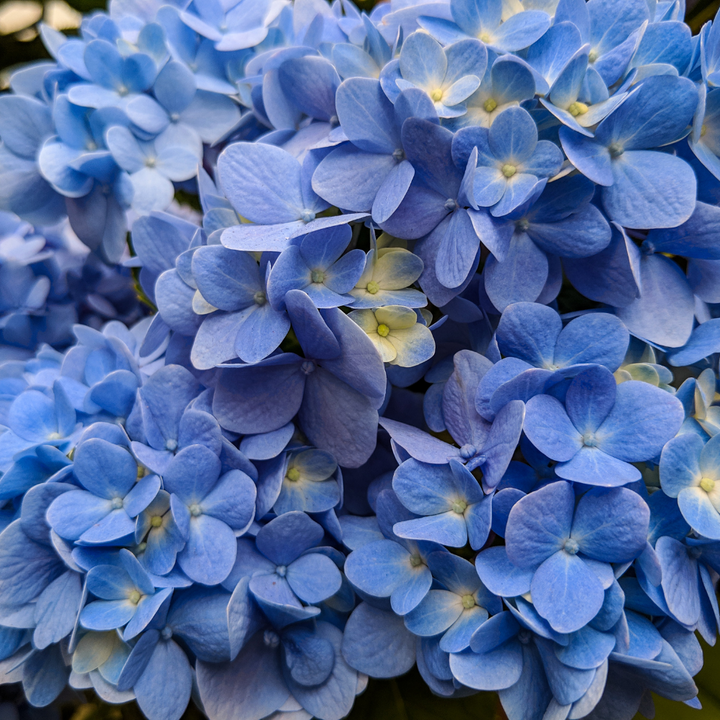 Hydrangea  'Nikko Blue'