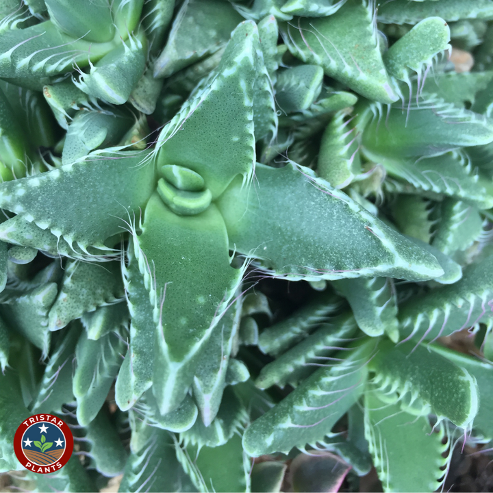 Tiger's Jaw Crassula