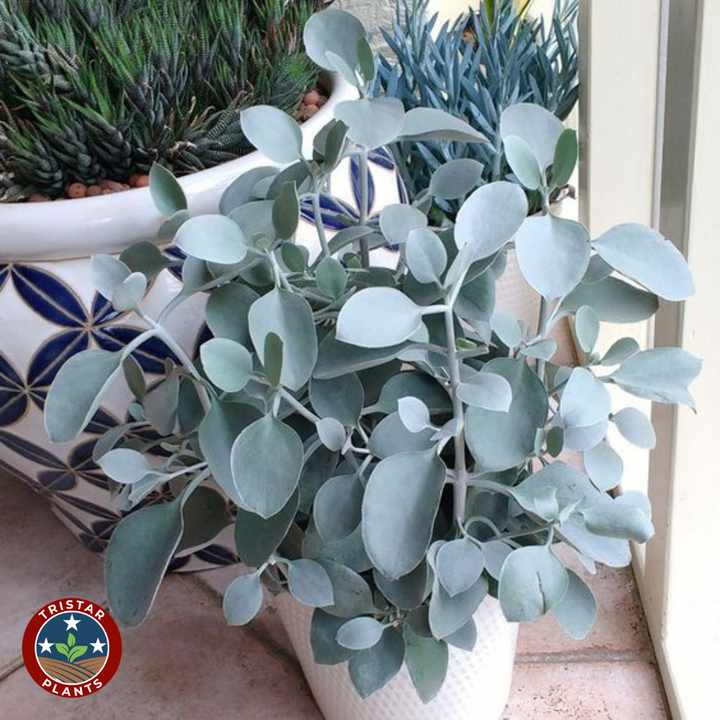 Silver Spoon Kalanchoe (Kalanchoe bracteata)